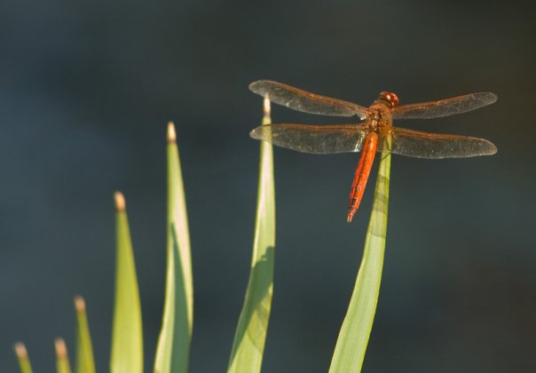 Needham's Skimmer
