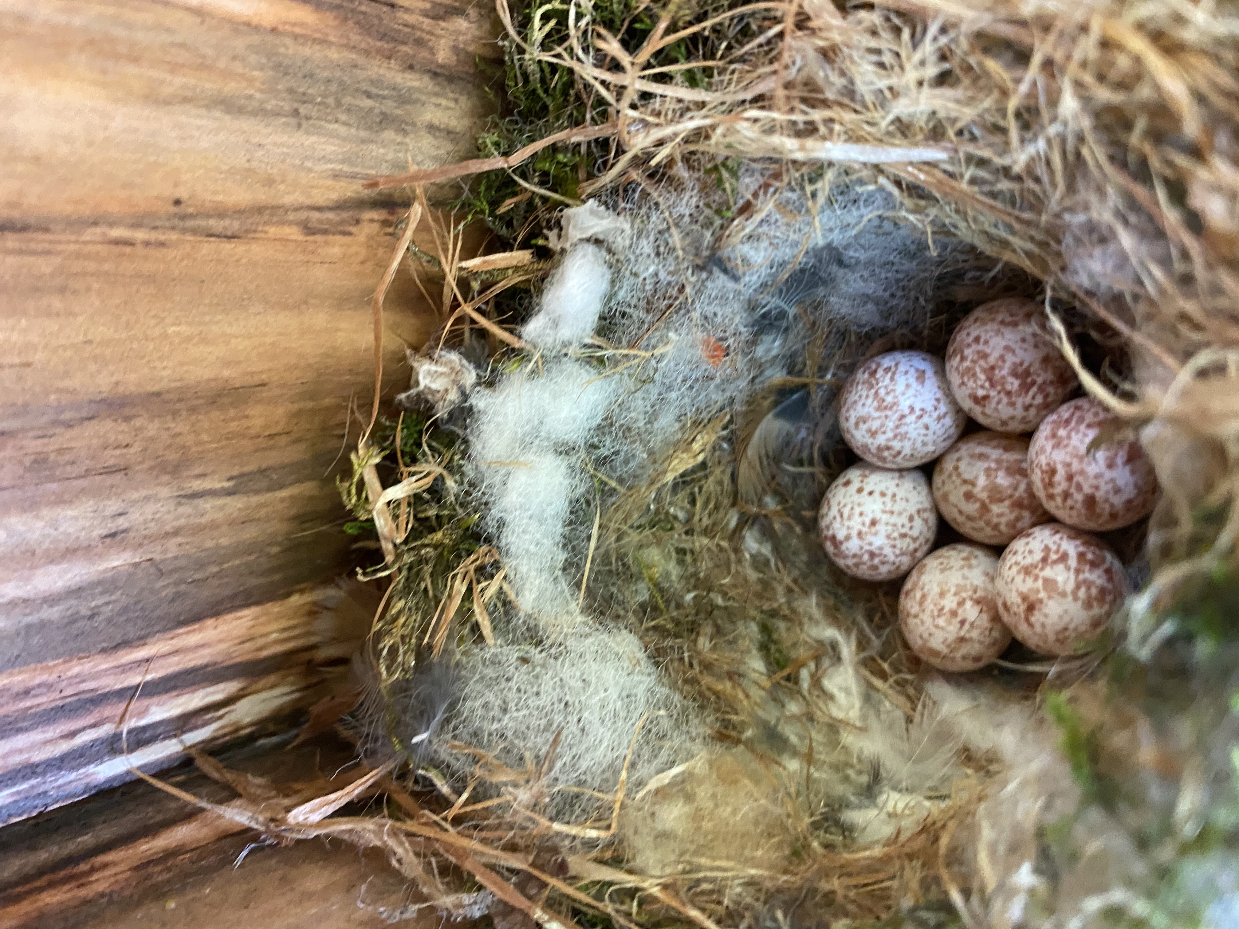 Eggs of the Carolina Chickadee