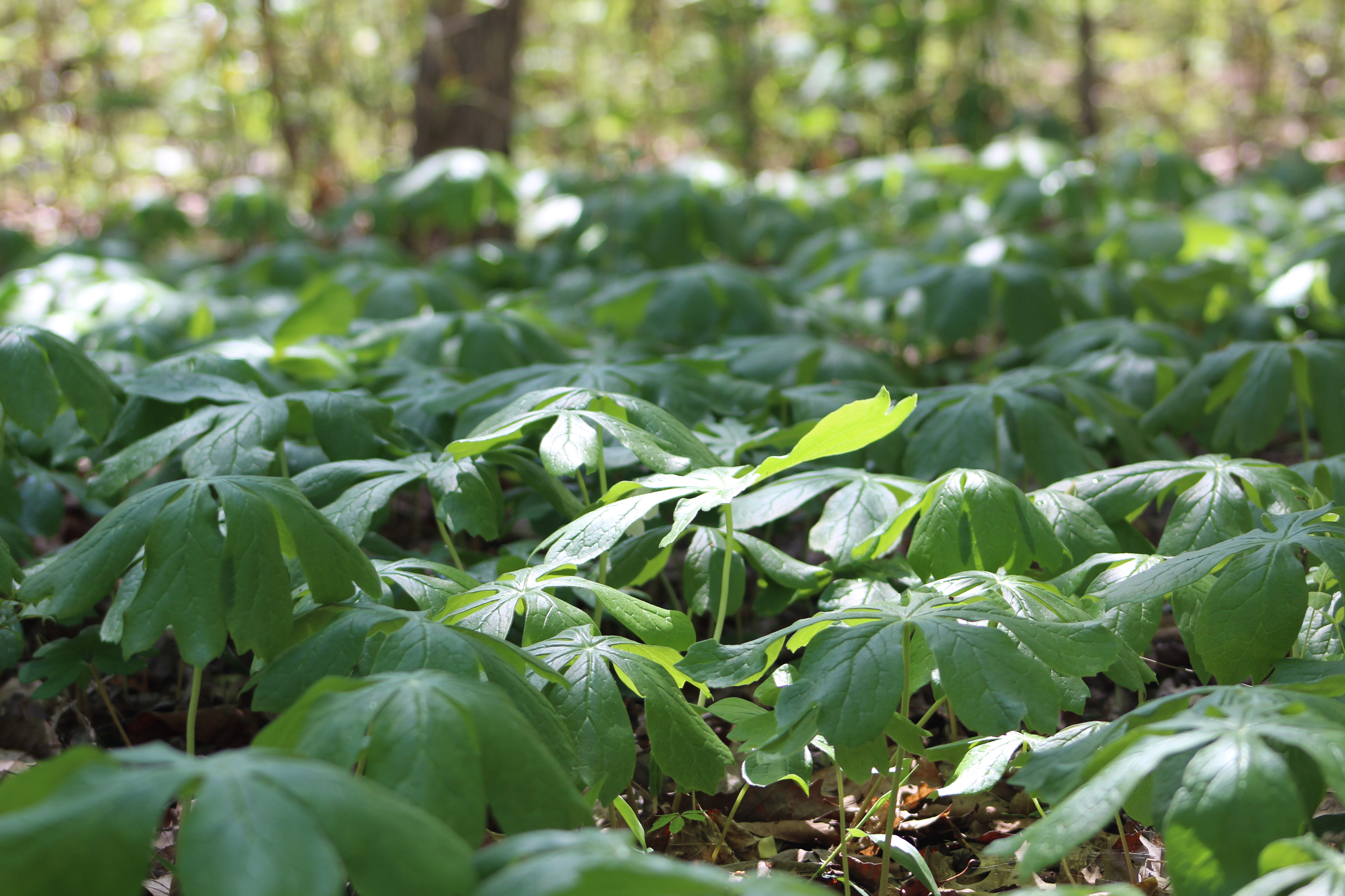 Mayapples