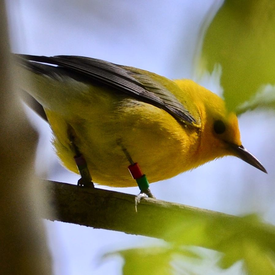 Prothonotary Warbler 