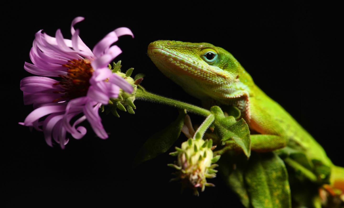 Green Anole