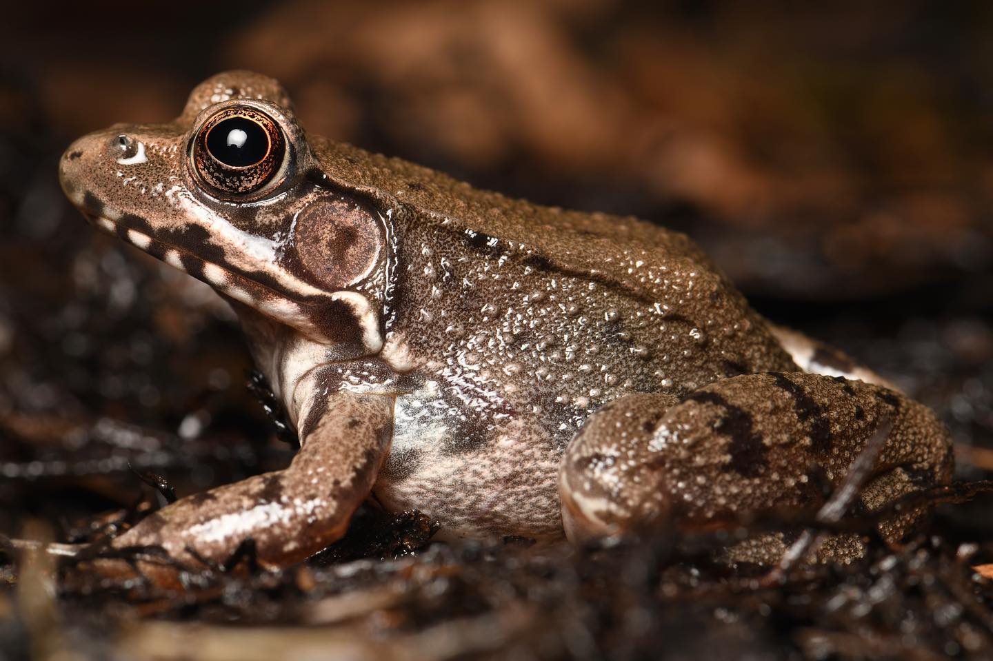 Bronze Frog