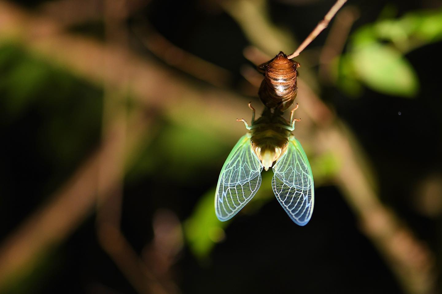 Dog-day Cicada