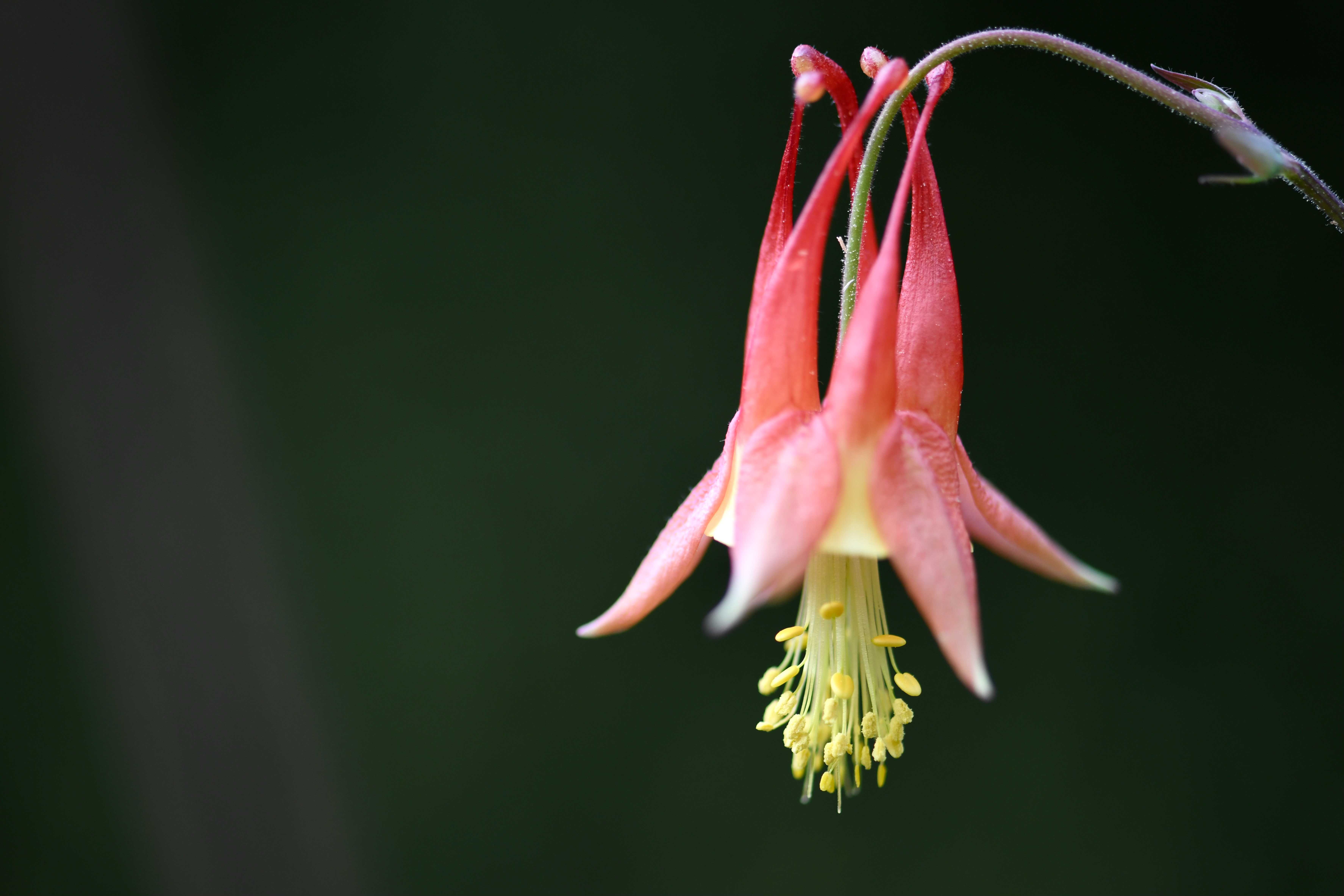 Wild columbine 