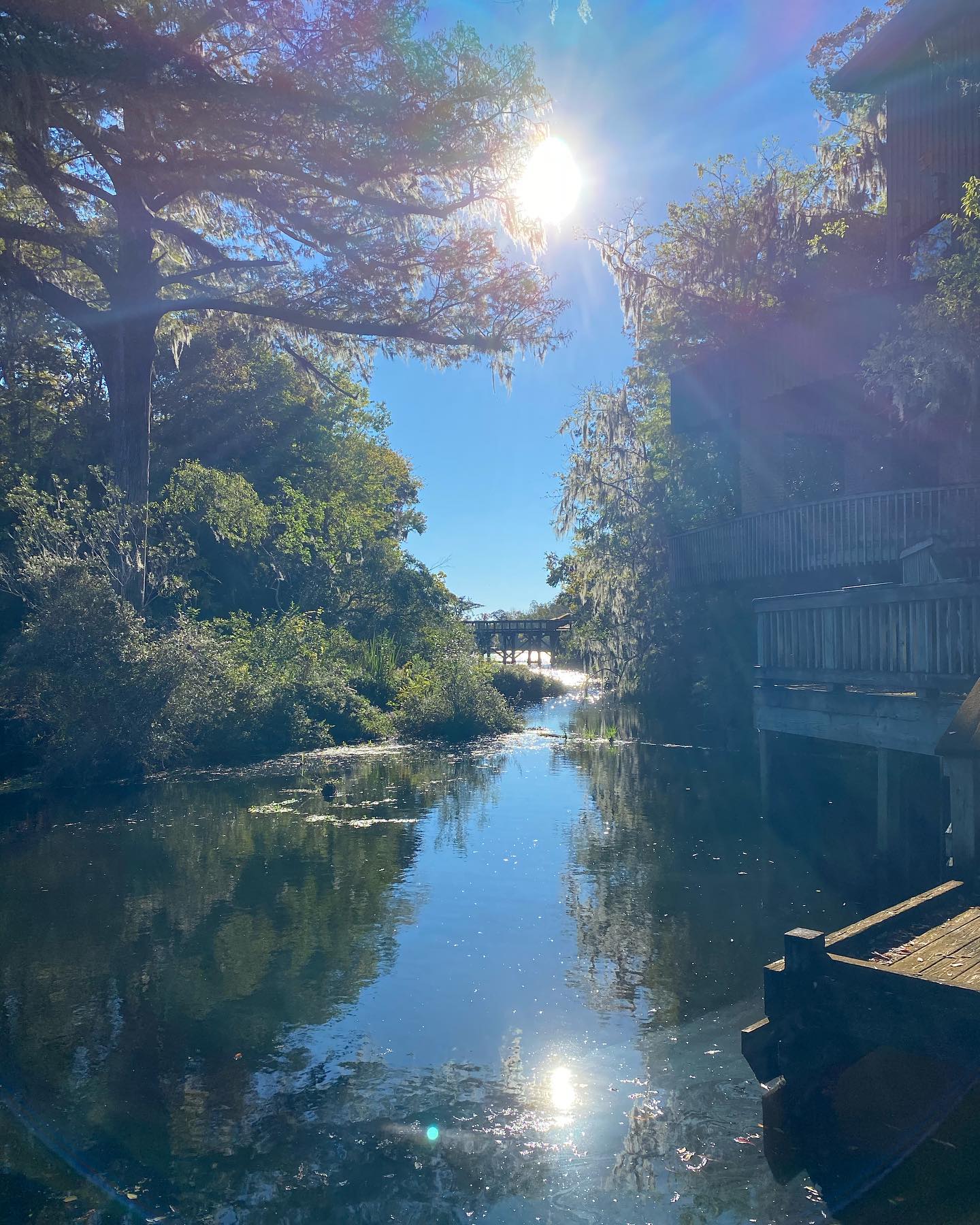 Swamp Morning behind the Interpretive Center 