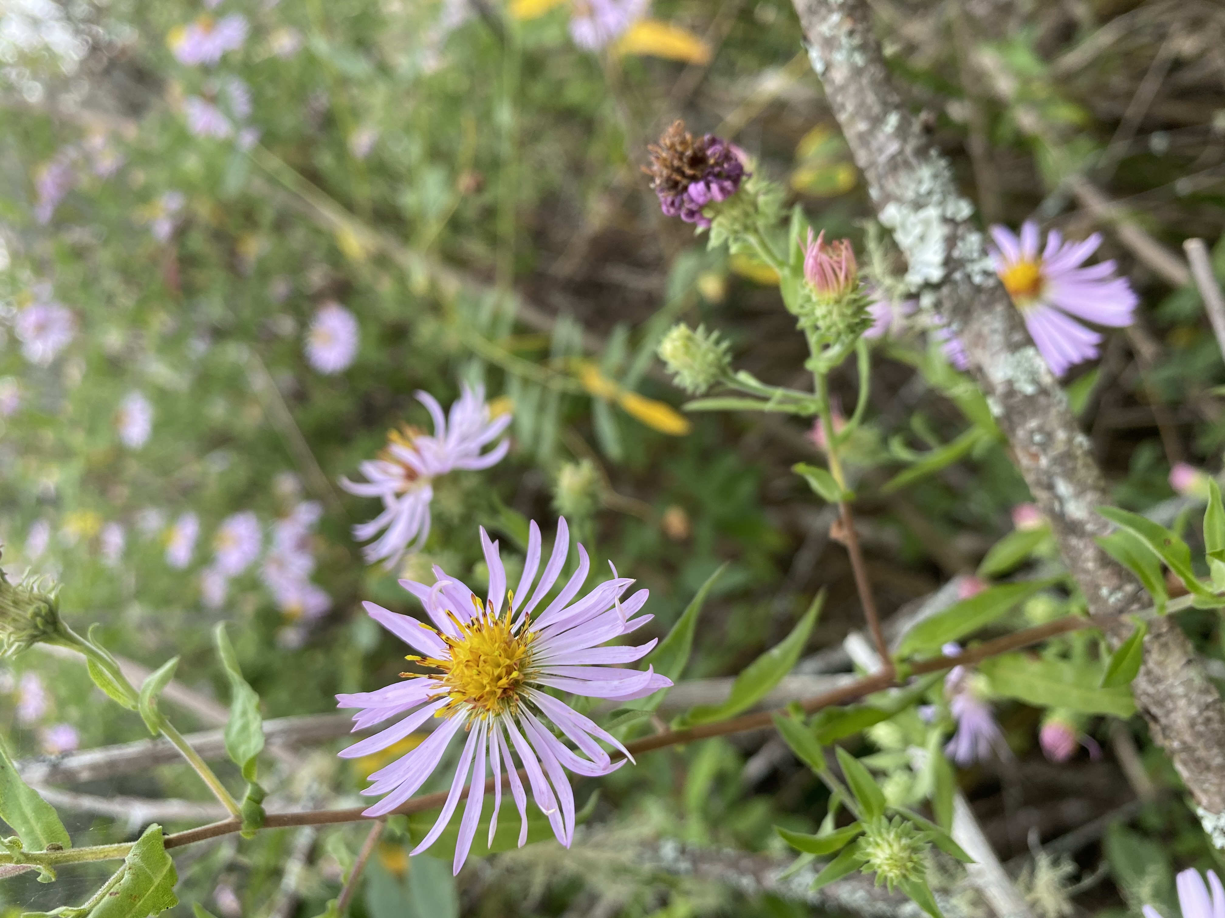 Swamp Aster