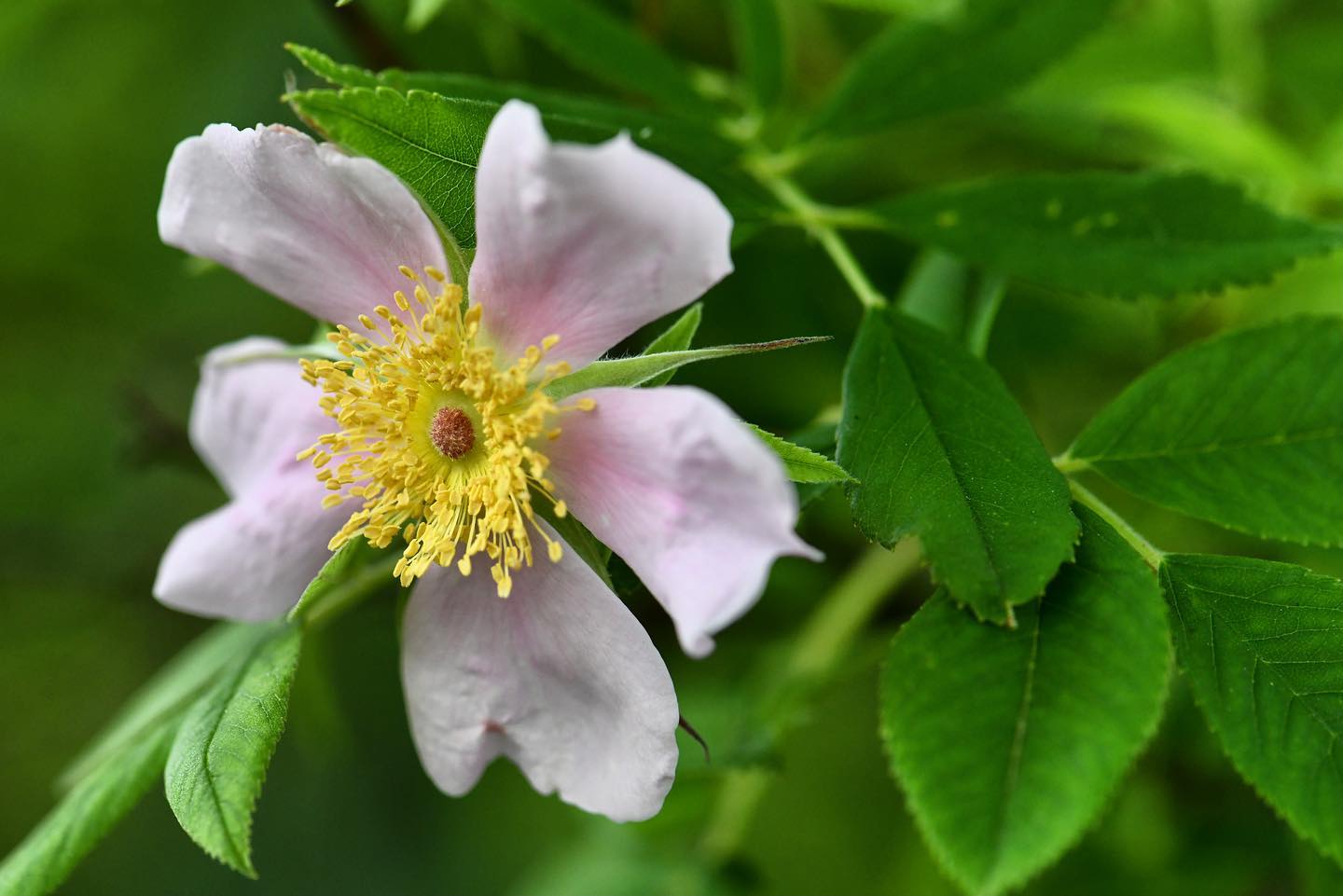 Swamp Rose